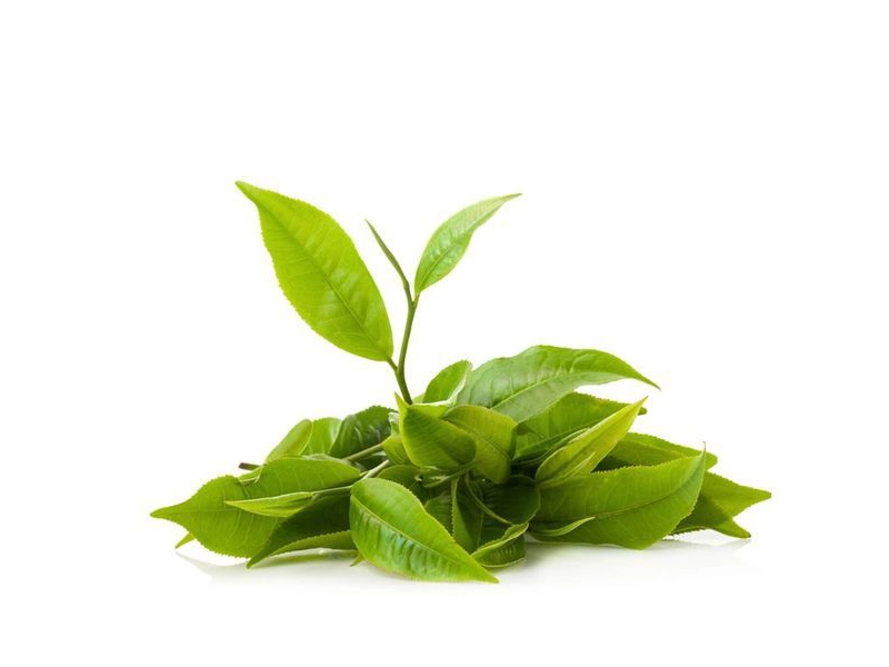 خواص چای سبز برای مو
